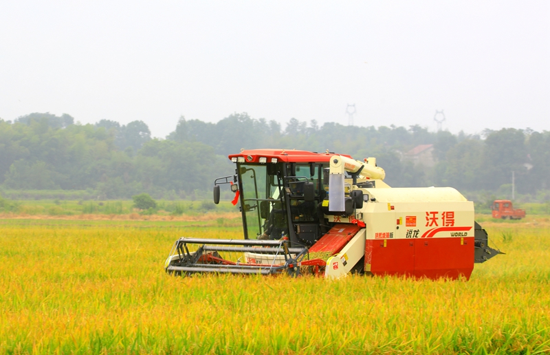 早稻收割忙，農(nóng)機(jī)來助力。常德市鼎城區(qū)融媒體中心供圖