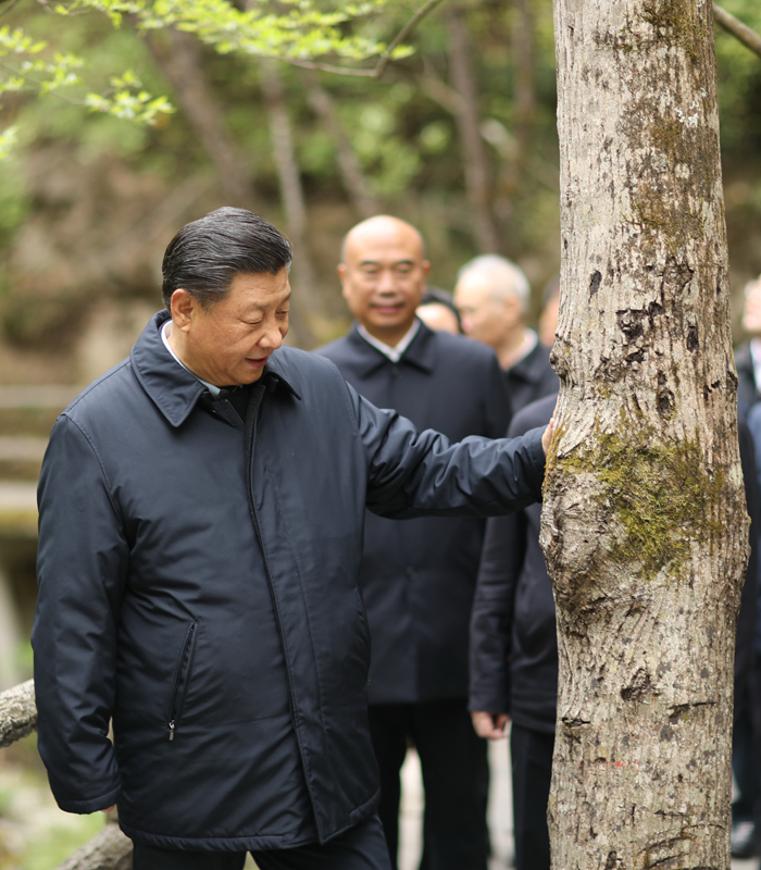 　2020年4月，習(xí)近平總書(shū)記來(lái)到位于商洛市柞水縣的秦嶺牛背梁國(guó)家級(jí)自然保護(hù)區(qū)，考察秦嶺生態(tài)保護(hù)情況。新華社記者 鞠鵬 攝