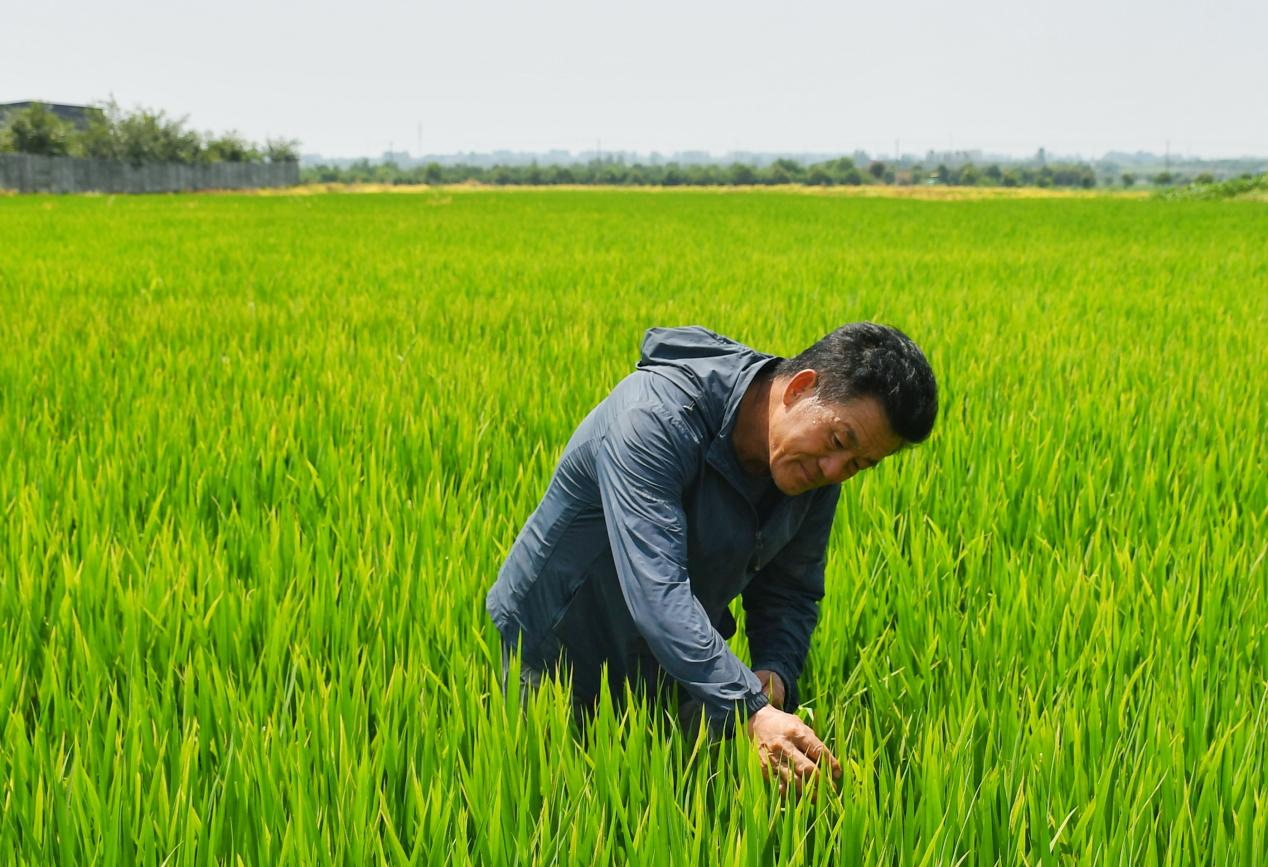 程夕兵在農(nóng)田里檢查水稻種植情況。人民網(wǎng)記者 周坤 攝
