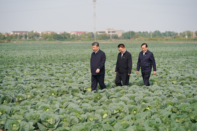 2024年11月5日，習(xí)近平總書記在湖北嘉魚潘家灣鎮(zhèn)十里蔬菜長廊考察。