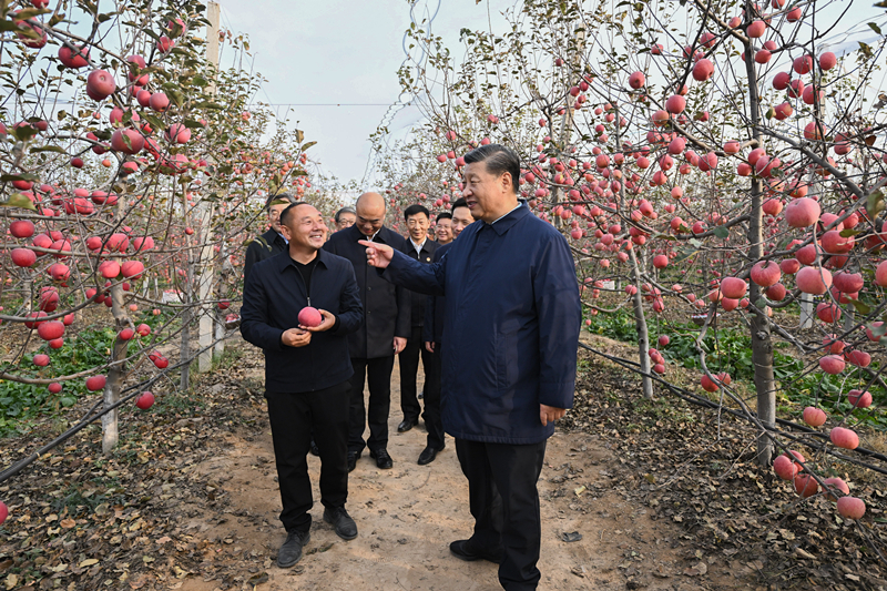 2022年10月26日，習近平總書記在陜西省延安市安塞區(qū)高橋鎮(zhèn)南溝村的蘋果園里同老鄉(xiāng)們親切交流。