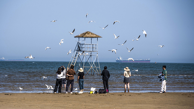 2024年5月12日，河北秦皇島，北戴河鴿子窩公園成群海鷗在天空中自由翱翔，與大海、藍天構成了一幅美麗的畫卷。