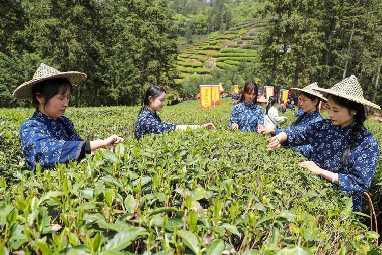 2025年4月13日，福建武夷山市星村鎮(zhèn)朝陽村茶農(nóng)在生態(tài)茶園展示采茶。新華社發(fā)（邱汝泉 攝）
