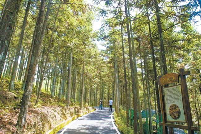 福建周寧縣黃振芳家庭林場(chǎng)。（圖源：央視新聞）