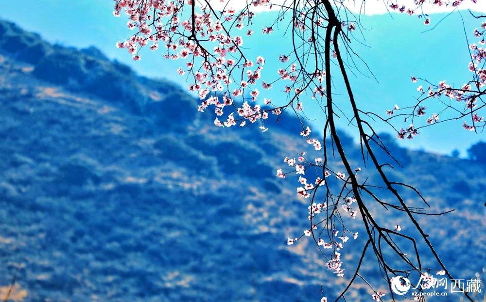 清麗的桃花。人民網(wǎng) 李海霞攝
