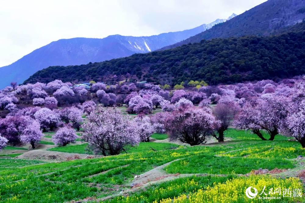 一樹樹野桃花開得正艷。人民網(wǎng) 李海霞攝