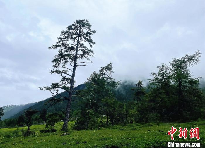 6月10日，魯朗小鎮(zhèn)高山牧場景區(qū)風(fēng)光?！∪轿木?攝