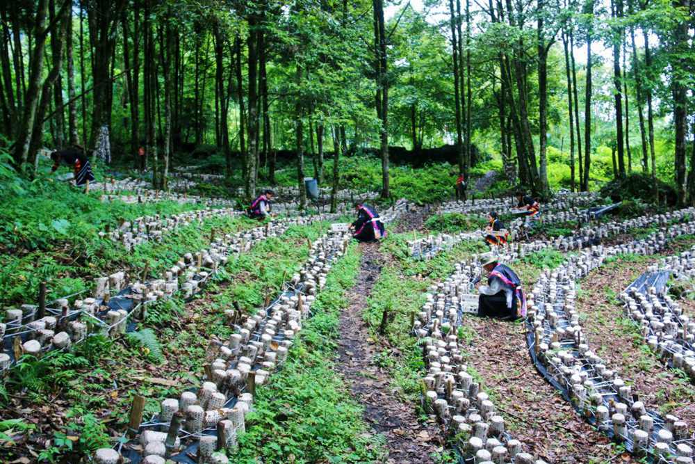木耳種植基地。次仁央宗攝