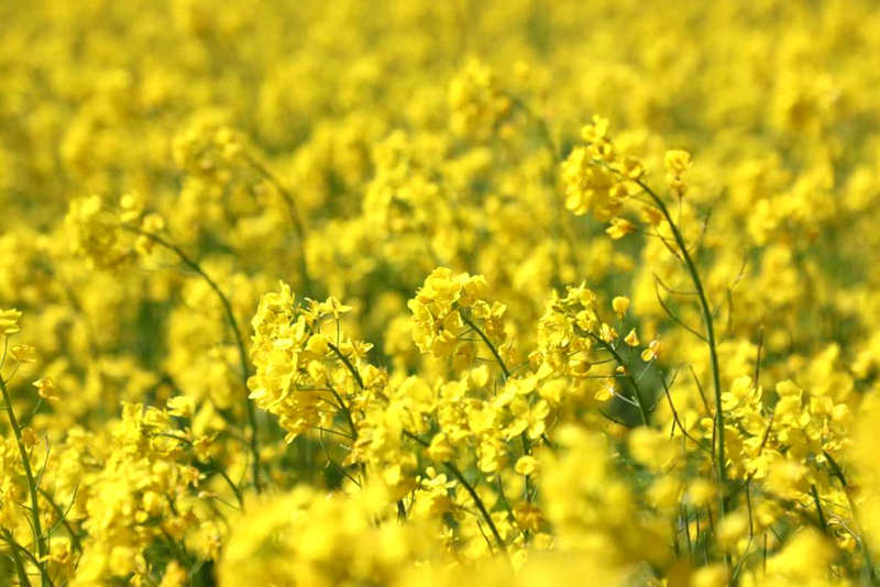 油菜花盛開(kāi)。洛克攝