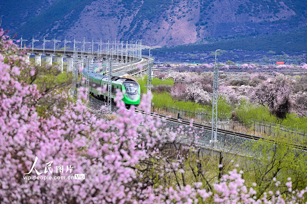 西藏林芝：雪域高原列車穿越花?！?】