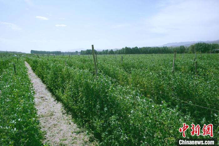 天祝縣高原綠色(有機(jī))蔬菜基地種植的食用莢豆?！￡I道華 攝