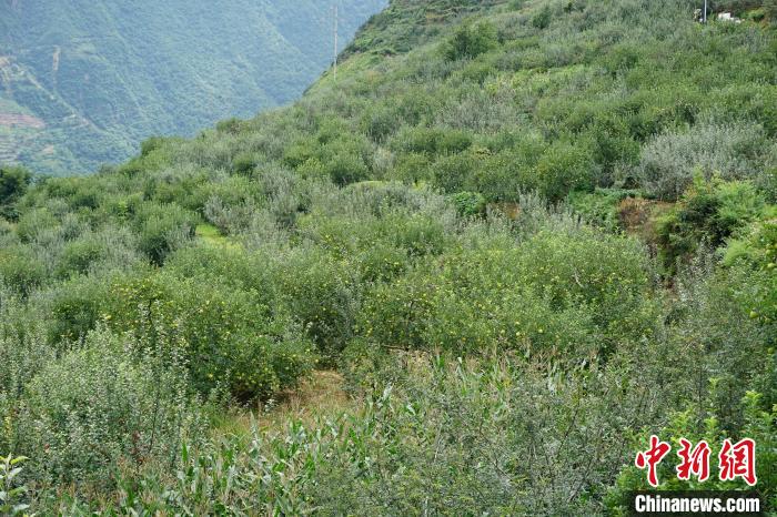 黃草坪村蘋果基地?！∽g 攝