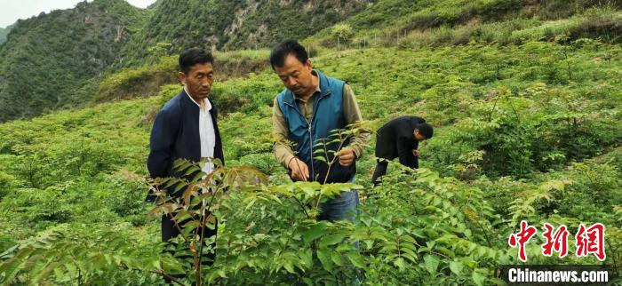 圖為張金利調研適合阿拉村種植的農(nóng)作物，經(jīng)過不斷改良技術后，產(chǎn)量大大提高。(資料圖)甘肅省水利廳供圖
