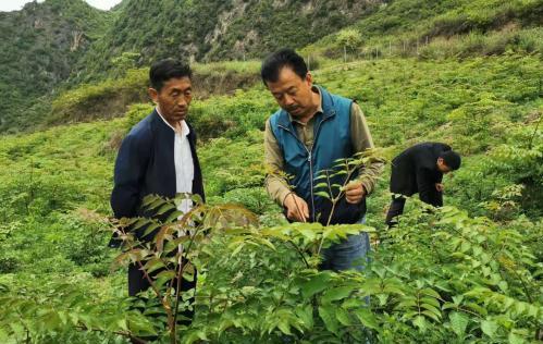 圖為張金利調研適合阿拉村種植的農作物，經過不斷改良技術后，產量大大提高。(資料圖)甘肅省水利廳供圖
