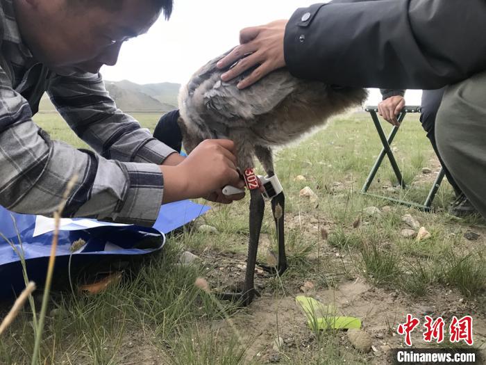 圖為研究人員為黑頸鶴佩戴GPS跟蹤設(shè)備。祁連山國(guó)家公園青海省管理局供圖