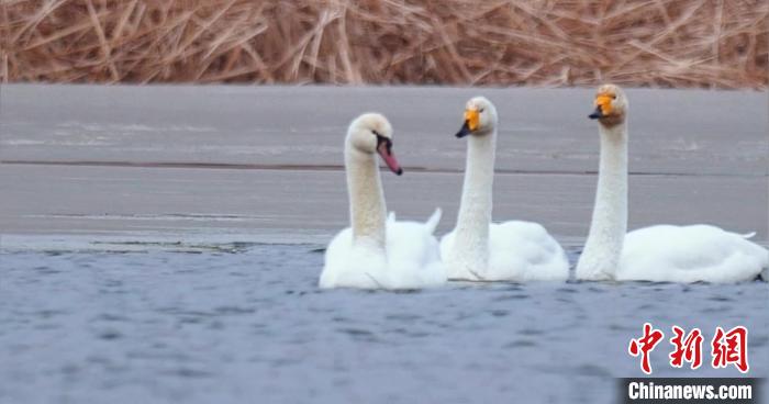 圖為疣鼻天鵝與大天鵝?！∏嗪夜珗@觀鳥協(xié)會供圖 攝