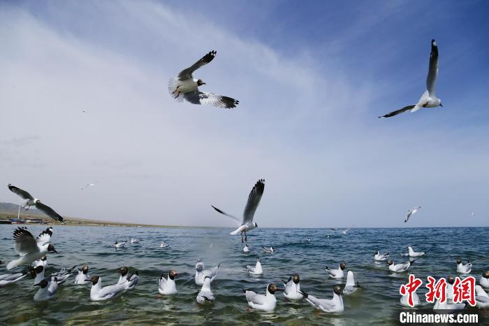 圖為水鳥(niǎo)在青海湖飛翔?！●R銘言 攝
