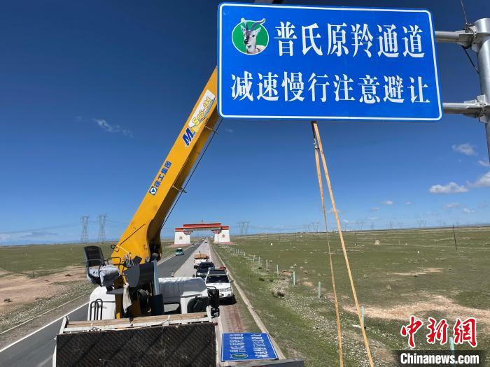 圖為青海省海北州剛察縣設(shè)立的普氏原羚通道警示牌?！∏嗪Ｊ『１敝萑嗣駲z察院供圖