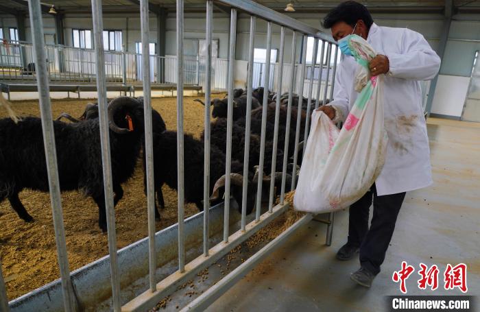 圖為飼養(yǎng)員給黑藏羊喂食?！●R銘言 攝