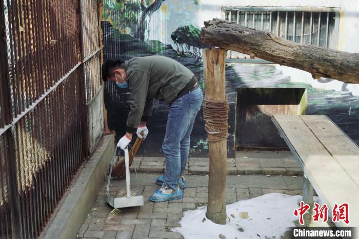 圖為雪豹“奶爸”史壽軍正在打掃豹館衛(wèi)生?！●R銘言 攝