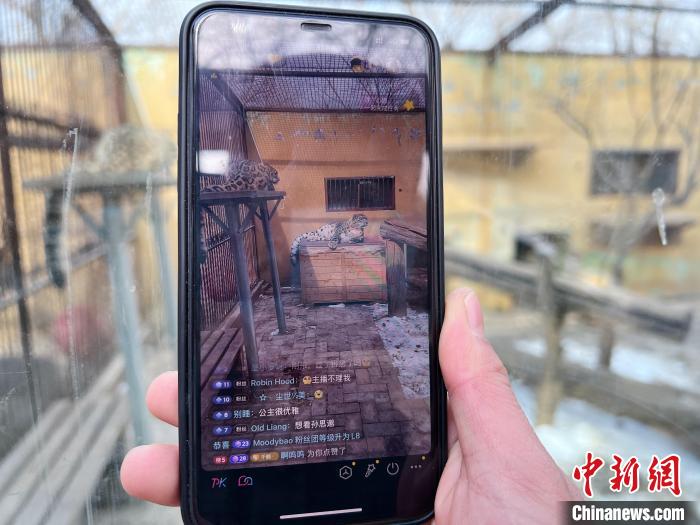圖為雪豹“奶爸”史壽軍正在直播?！●R銘言 攝