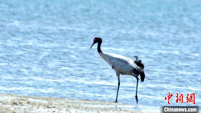 圖為黑頸鶴在青海湖畔散步?！《砣詹囟?攝