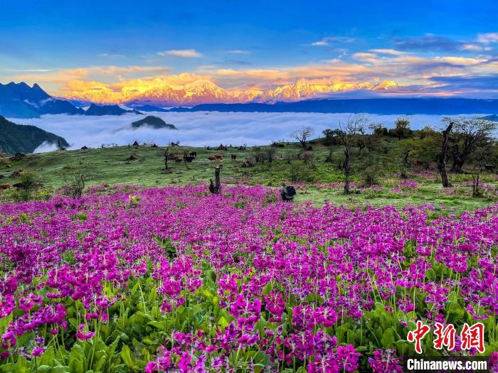 春天的牛背山花海?！∮稳仄?攝