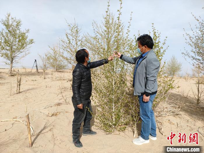 柴達(dá)木盆地的護(hù)林員：守護(hù)，只為那一片綠