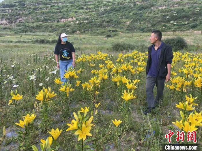 村民采摘百合花?！∪捞量h委宣傳部供圖