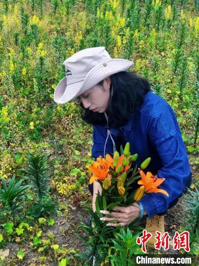 村民采摘百合花?！∪捞量h委宣傳部供圖