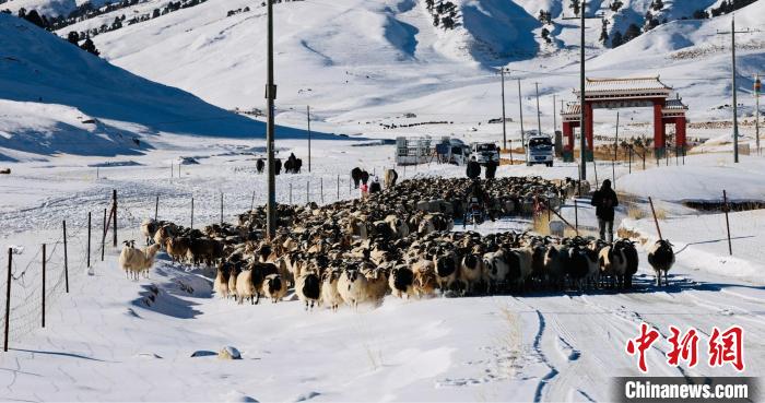 圖為村民在雪地上放牧。　都蘭縣融媒體中心供圖