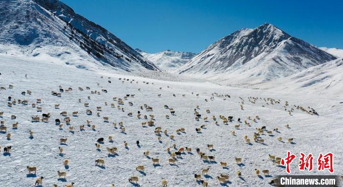 圖為羊群在雪地里覓食?！《继m縣融媒體中心供圖