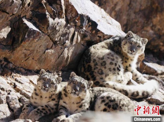 青海都蘭：雪豹、兔猻等多種珍稀野生動物亮相