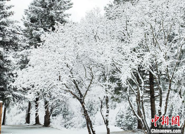 大熊貓國家公園王朗片區(qū)春雪如畫，宛若仙境?！×_春平 攝