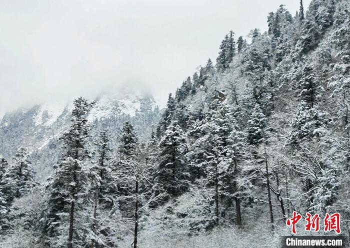 大熊貓國家公園王朗片區(qū)春雪如畫，宛若仙境?！×_春平 攝