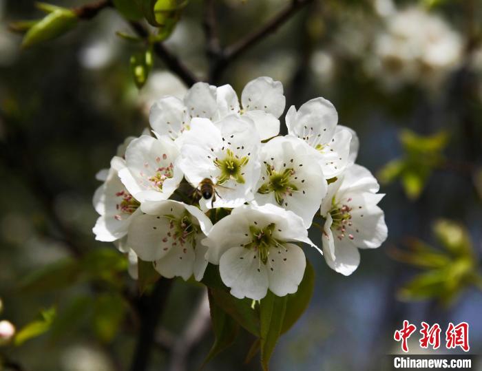圖為盛開(kāi)的梨花?！∑钤鲚?攝