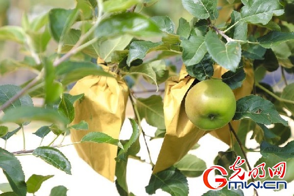 我們的家園｜小蘋(píng)果帶動(dòng)大產(chǎn)業(yè)，帶你看看這座阿壩州小村的鄉(xiāng)村振興新模式