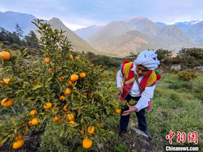 林芝下察隅鎮(zhèn)京都村101畝耙耙柑豐收?！〗w波 攝