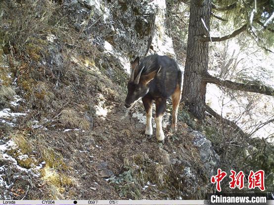 圖為相同位點(diǎn)記錄到的國(guó)家二級(jí)重點(diǎn)保護(hù)野生動(dòng)物—中華鬣羚。　中國(guó)科學(xué)院昆明動(dòng)物研究所提供