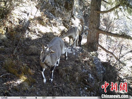 圖為相同位點(diǎn)記錄到的雪豹主要獵物—巖羊?！≈袊?guó)科學(xué)院昆明動(dòng)物研究所提供