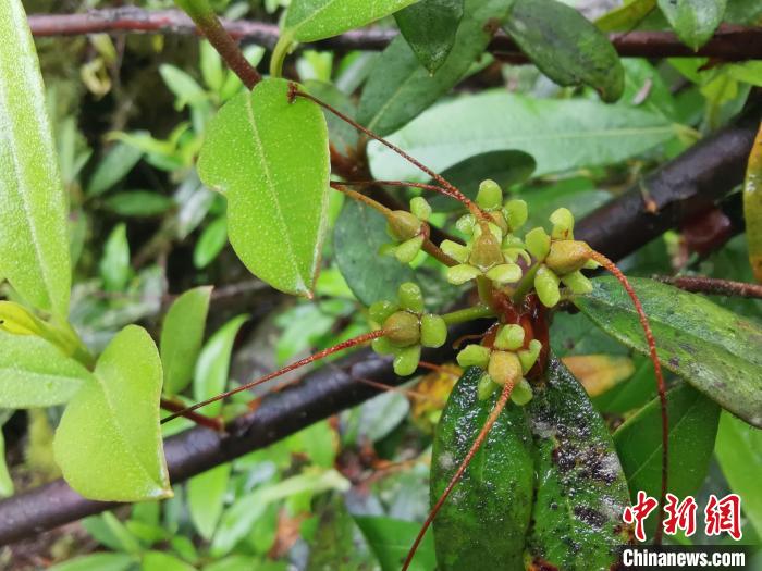 圖為折萼杜鵑果實圖?！≈锌圃豪ッ髦参镅芯克峁? oldsrc=