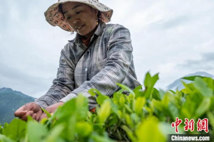圖為墨脫縣背崩鄉(xiāng)門(mén)巴族民眾采摘茶葉。