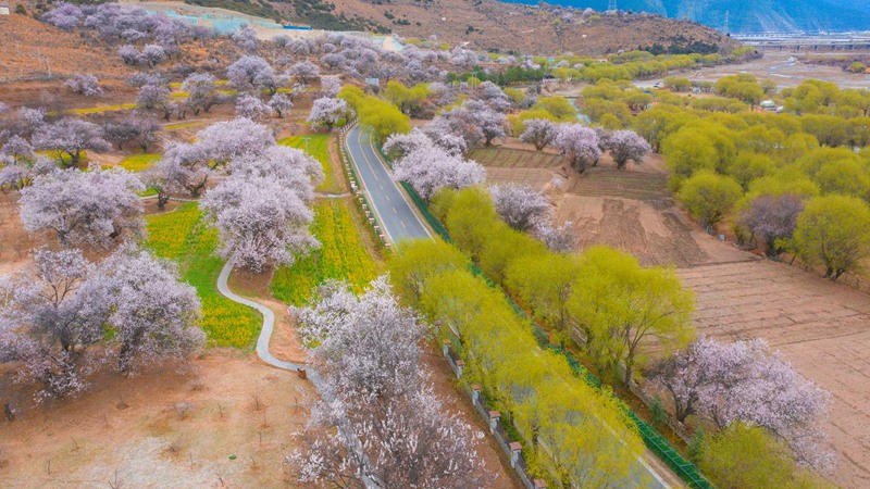 林芝桃花盛開(kāi)。 張靜攝