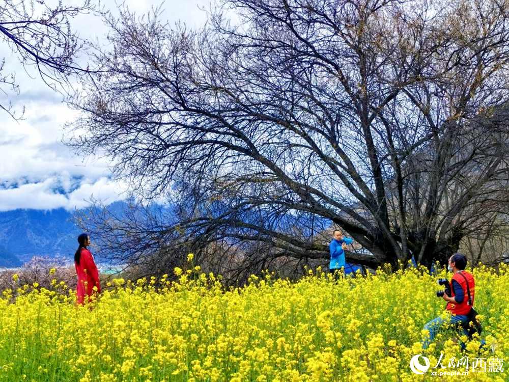 游客在桃花下拍照留念。人民網(wǎng) 李海霞攝