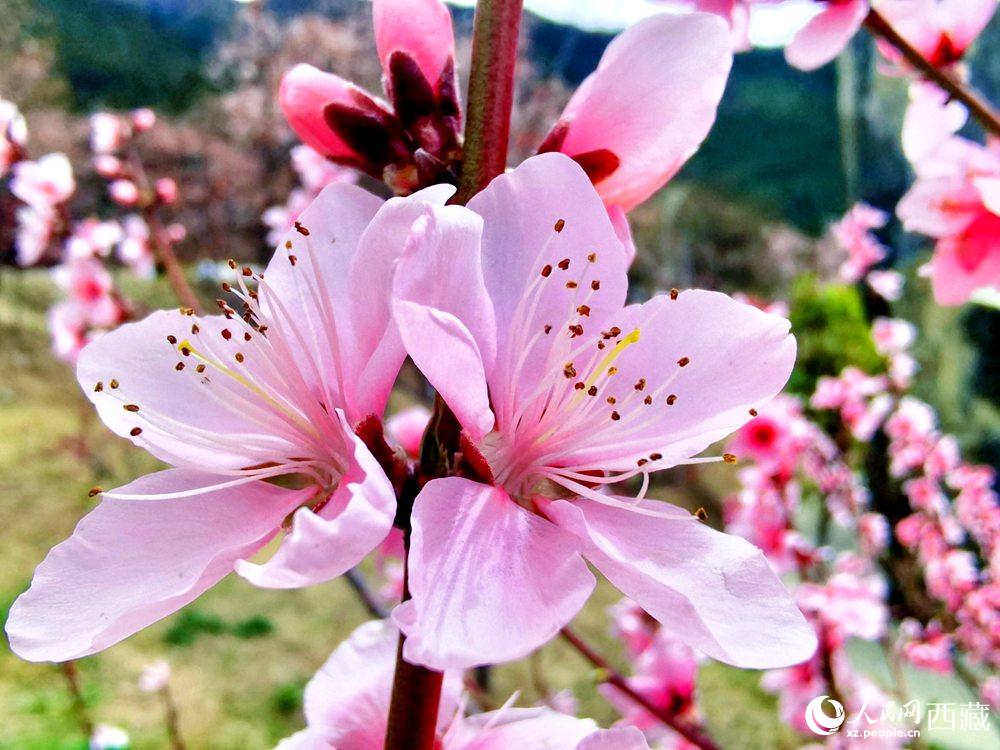 林芝桃花開。人民網(wǎng) 李海霞攝