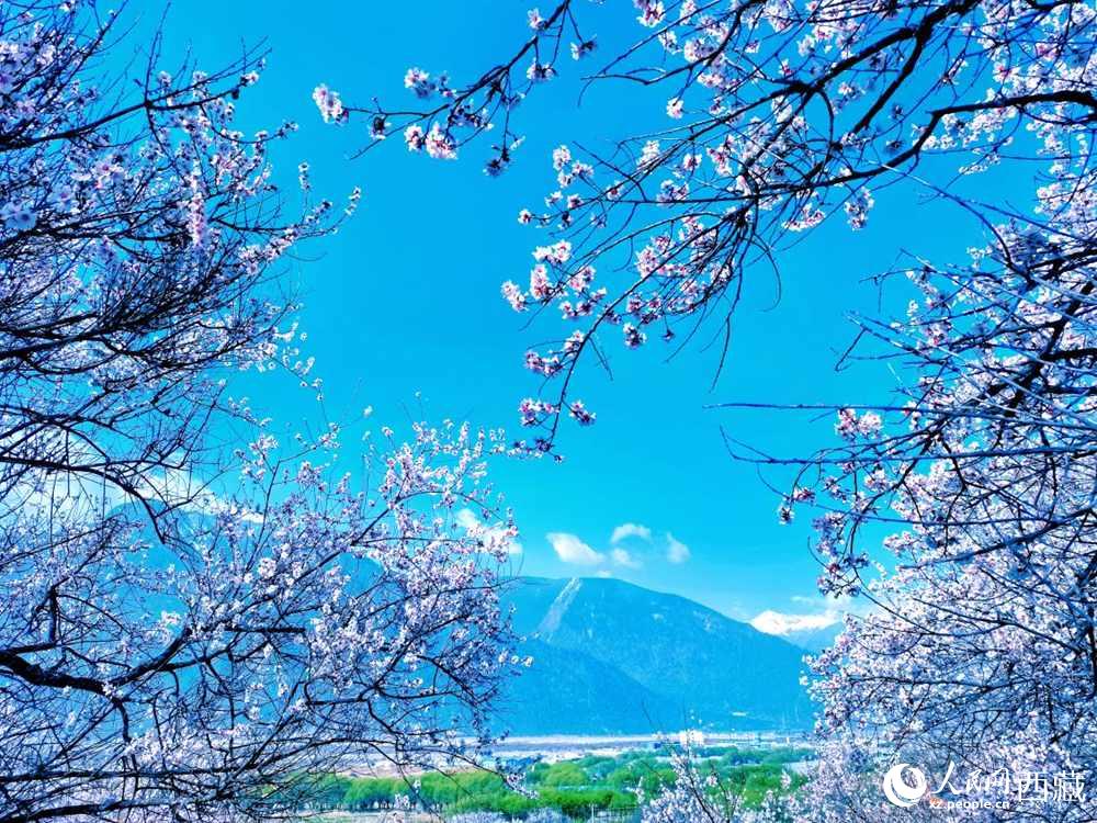 桃花在藍天白云的映襯下分外好看。人民網(wǎng) 李海霞攝