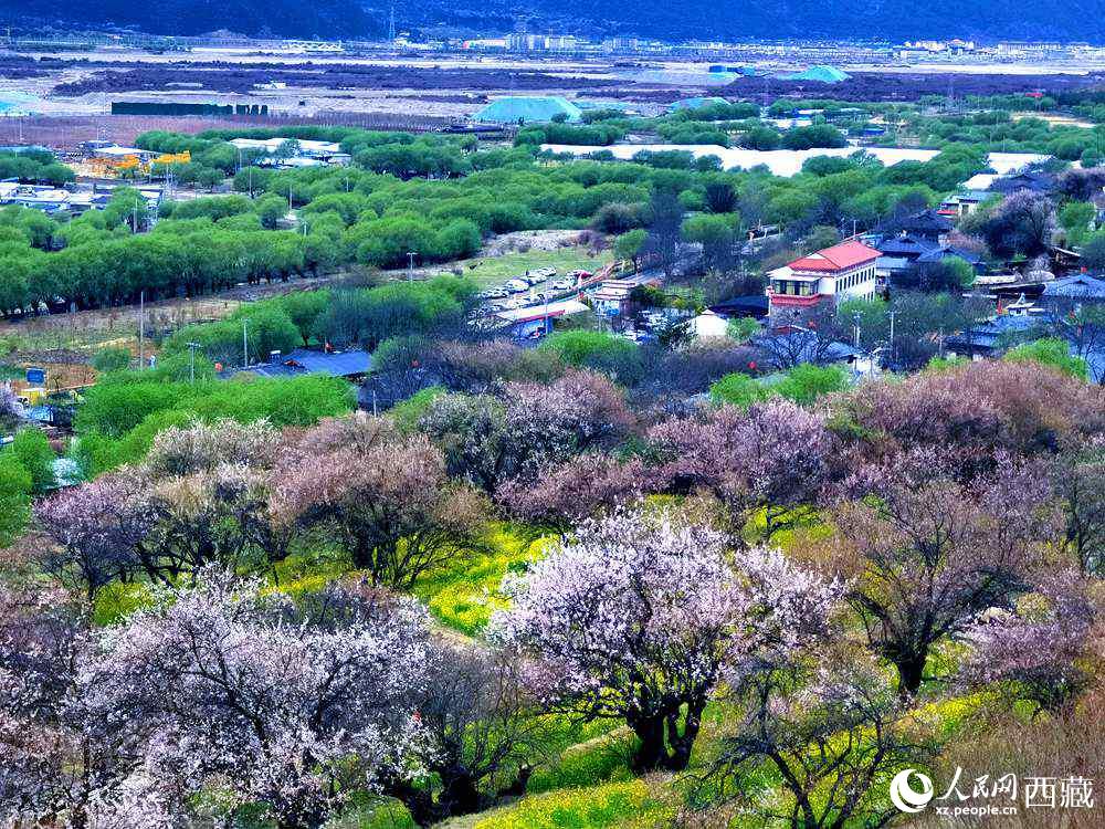 漫山開放的野桃花。人民網(wǎng) 李海霞攝