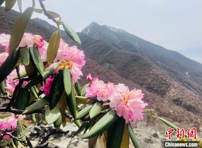 近日，西藏自治區(qū)山南市加查縣索囊溝的杜鵑花競(jìng)相綻放。　冉文娟 攝