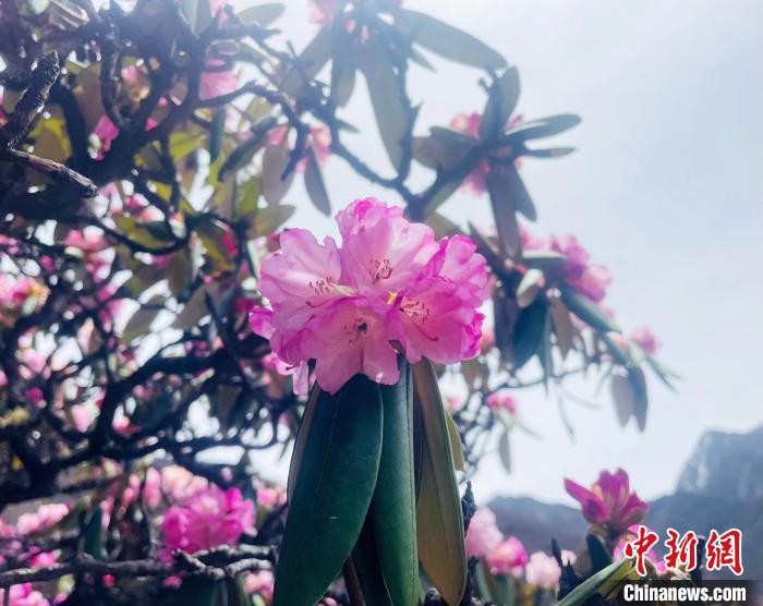 近日，西藏自治區(qū)山南市加查縣索囊溝的杜鵑花競(jìng)相綻放?！∪轿木?攝