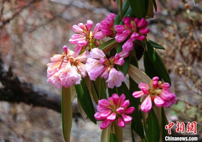 近日，西藏自治區(qū)山南市加查縣索囊溝的杜鵑花競(jìng)相綻放?！∪轿木?攝